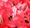 Ref.#ELC.  PRE-ORDER SALE  STARTER SEEDLINGS RED MAPLE TREE QUANTITY(25) FRESH 